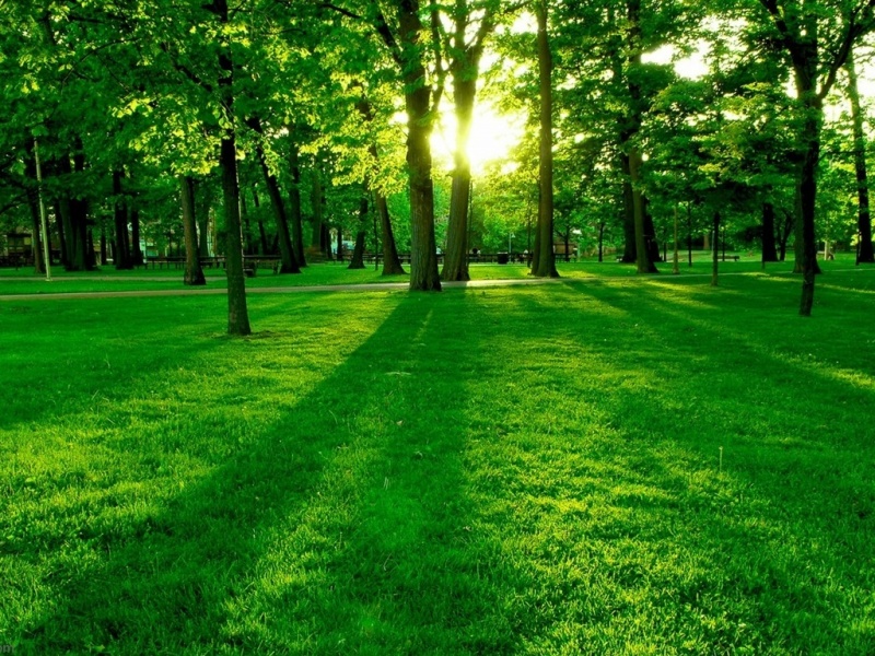 green_grass_wallpaper-800x600